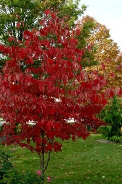 Ragin' Red Dogwood Tree - 5 Gallon Pot -Cheap Plants Store cornus florida ragin red dogwood tree 5
