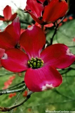 Ragin' Red Dogwood Tree - 5 Gallon Pot -Cheap Plants Store cornus florida ragin red dogwood tree 6