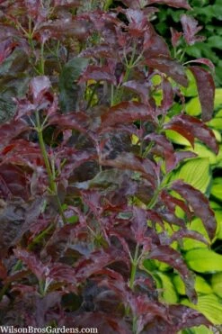 Ragin' Red Dogwood Tree - 5 Gallon Pot -Cheap Plants Store cornus florida ragin red dogwood tree 8