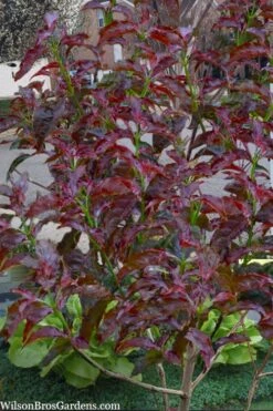 Ragin' Red Dogwood Tree - 5 Gallon Pot -Cheap Plants Store cornus florida ragin red dogwood tree 9