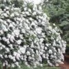 Acoma Weeping White Crape Myrtle - 3 Gallon Pot -Cheap Plants Store crape myrtle acoma 12 1
