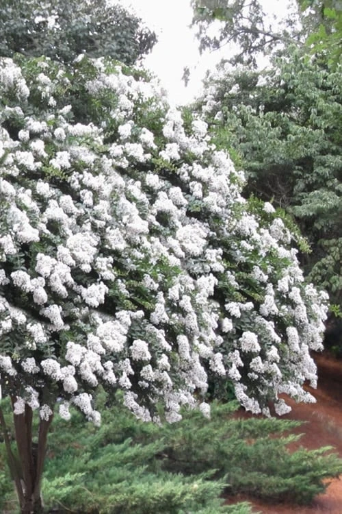 Acoma Weeping White Crape Myrtle - 7 Gallon Pot (3-4') 3 Acoma Weeping White Crape Myrtle - 7 Gallon Pot (3-4')