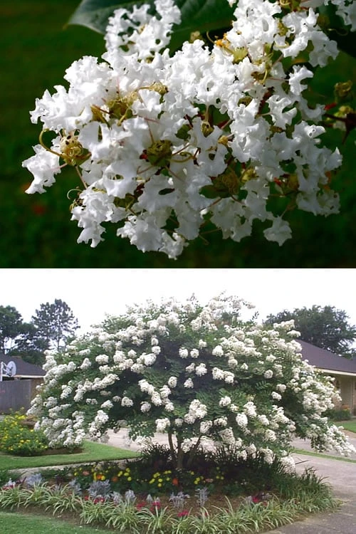 Acoma Weeping White Crape Myrtle - 7 Gallon Pot (3-4') 6 Acoma Weeping White Crape Myrtle - 7 Gallon Pot (3-4') - Image 4