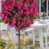Berry Dazzle Dwarf Crape Myrtle (Single-Trunk Topiary) - 7 Gallon Pot -Cheap Plants Store crape myrtle berry dazzle tree form topiary standard 1