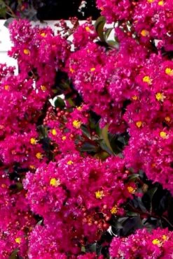 Berry Dazzle Dwarf Crape Myrtle (Single-Trunk Topiary) - 7 Gallon Pot -Cheap Plants Store crape myrtle berry dazzle tree form topiary standard 2 1