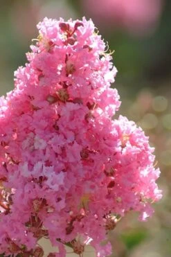 Sioux Pink Crape Myrtle Tree (Single Trunk) - 5 Gallon Pot -Cheap Plants Store crape myrtle sioux pink 52