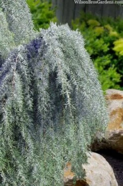 Raywood Weeping Arizona Cypress - 6 Gallon Pot 9 Raywood Weeping Arizona Cypress - 6 Gallon Pot -Cheap Plants Store cupressus arizonica raymonds weeping arizona cypress 3
