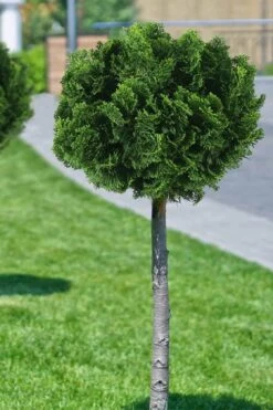 Dwarf Hinoki Cypress Tree (Single Trunk Topiary) - 7 Gallon Pot -Cheap Plants Store cypress dwarf hinoki stand topiary tree form 1