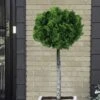 Dwarf Hinoki Cypress Tree (Single Trunk Topiary) - 7 Gallon Pot 1 Dwarf Hinoki Cypress Tree (Single Trunk Topiary) - 7 Gallon Pot -Cheap Plants Store cypress dwarf hinoki stand topiary tree form 5