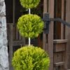 Goldcrest Monterey Lemon Cypress - 3-Ball Poodle Tier Topiary - 3 Gallon Pot -Cheap Plants Store cypress goldcrest monterey poodle tier 1 1