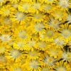 Banana Blast Yellow Ice Plant (Delosperma) - 10 Pack Of Pint Pots 1 Banana Blast Yellow Ice Plant (Delosperma) - 10 Pack Of Pint Pots -Cheap Plants Store delosperma hot cakes banana blast 1