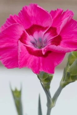 Bumbleberry Pie Dianthus (Carnations) - 1 Gallon Pot