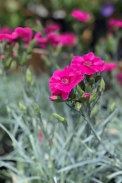 Bumbleberry Pie Dianthus (Carnations) - 1 Gallon Pot -Cheap Plants Store dianthus bumbleberry pie 3 500x750 1