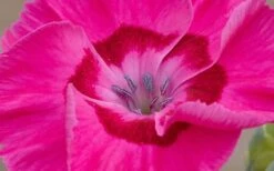 Bumbleberry Pie Dianthus (Carnations) - 1 Gallon Pot -Cheap Plants Store dianthus bumbleberry pie 800x500 1