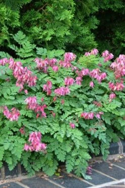 Luxuriant Bleeding Heart - 1 Gallon Pot -Cheap Plants Store dicentra eximia luxuriant bleeding heart 2