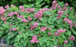 Luxuriant Bleeding Heart - 1 Gallon Pot -Cheap Plants Store dicentra eximia luxuriant bleeding heart 3