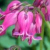 Luxuriant Bleeding Heart - 1 Gallon Pot -Cheap Plants Store dicentra eximia luxuriant bleeding heart 4