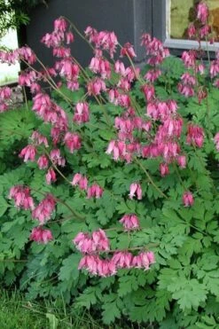 Luxuriant Bleeding Heart - 1 Gallon Pot -Cheap Plants Store dicentra eximia luxuriant bleeding heart 5