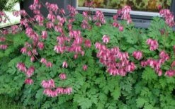 Luxuriant Bleeding Heart - 1 Gallon Pot -Cheap Plants Store dicentra eximia luxuriant bleeding heart 6