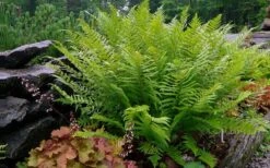 Robust Male Fern (Dryopteris X Complexa) - 1 Gallon Pot -Cheap Plants Store dryopteris complexa robust male fern 1
