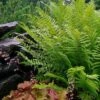 Robust Male Fern (Dryopteris X Complexa) - 1 Gallon Pot