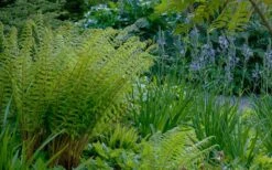 Robust Male Fern (Dryopteris X Complexa) - 6 Pack Of 1 Gallon Pots -Cheap Plants Store dryopteris complexa robust male fern 4 1