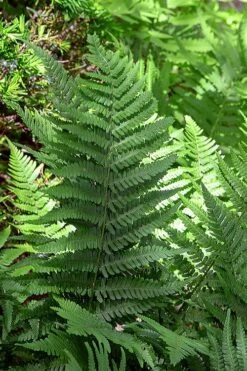 Robust Male Fern (Dryopteris X Complexa) - 1 Gallon Pot -Cheap Plants Store dryopteris complexa robust male fern 5