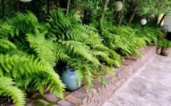 Autumn Brilliance Fern (Dryopteris Erythrosora) - 2.5 Quart Pot -Cheap Plants Store dryopteris erythrosora autumn brilliance fern 10