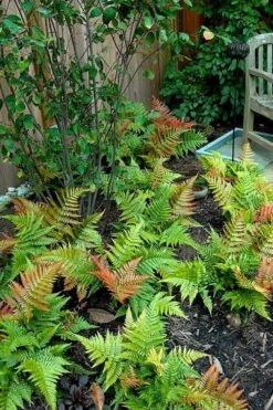 Autumn Brilliance Fern (Dryopteris Erythrosora) - 1 Gallon Pot -Cheap Plants Store dryopteris erythrosora autumn brilliance fern 11 2