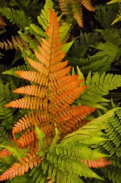 Autumn Brilliance Fern (Dryopteris Erythrosora) - 3 Gallon -Cheap Plants Store dryopteris erythrosora autumn brilliance fern 2 1