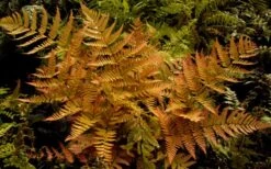 Autumn Brilliance Fern (Dryopteris Erythrosora) - 1 Gallon Pot -Cheap Plants Store dryopteris erythrosora autumn brilliance fern 3 2