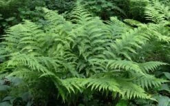 Southern Shield Fern (Dryopteris Ludoviciana) - 1 Gallon Pot -Cheap Plants Store dryopteris ludoviciana southern shield fern 100
