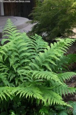 Southern Shield Fern (Dryopteris Ludoviciana) - 1 Gallon Pot -Cheap Plants Store dryopteris ludoviciana southern shield fern 101
