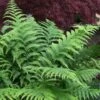 Southern Shield Fern (Dryopteris Ludoviciana) - 1 Gallon Pot -Cheap Plants Store dryopteris ludoviciana southern shield fern 104