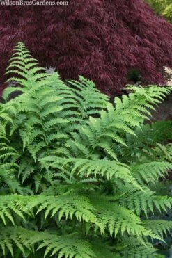 Southern Shield Fern (Dryopteris Ludoviciana) - 1 Gallon Pot