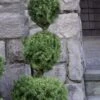 Poodle Tier Dwarf Alberta Spruce Topiary - 2 Gallon Pot 1 Poodle Tier Dwarf Alberta Spruce Topiary - 2 Gallon Pot -Cheap Plants Store dwarf alberta spruce 3 ball poodle tier 12 2