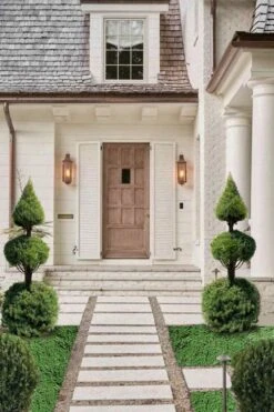 Dwarf Alberta Spruce 2-Ball Cone Topiary - 5 Gallon Pot 9 Dwarf Alberta Spruce 2-Ball Cone Topiary - 5 Gallon Pot -Cheap Plants Store dwarf alberta spruce 3 ball poodle tier with pyramid1