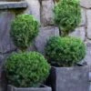 Poodle Tier Dwarf Alberta Spruce Topiary (2-Ball) - 2 Gallon Pot -Cheap Plants Store dwarf alberta spruce two ball poodle tier topiary 1