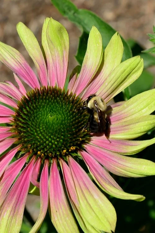 Green Twister Coneflower (Echinacea) - 1 Gallon Pot 3 Green Twister Coneflower (Echinacea) - 1 Gallon Pot