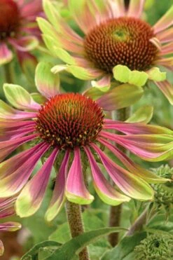 Green Twister Coneflower (Echinacea) - 1 Gallon Pot 14 Green Twister Coneflower (Echinacea) - 1 Gallon Pot -Cheap Plants Store echinacea green twister 2