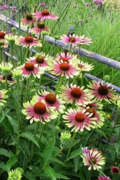 Green Twister Coneflower (Echinacea) - 1 Gallon Pot 12 Green Twister Coneflower (Echinacea) - 1 Gallon Pot -Cheap Plants Store echinacea green twister 4