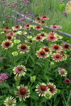 Green Twister Coneflower (Echinacea) - 1 Gallon Pot 15 Green Twister Coneflower (Echinacea) - 1 Gallon Pot -Cheap Plants Store echinacea green twister 5