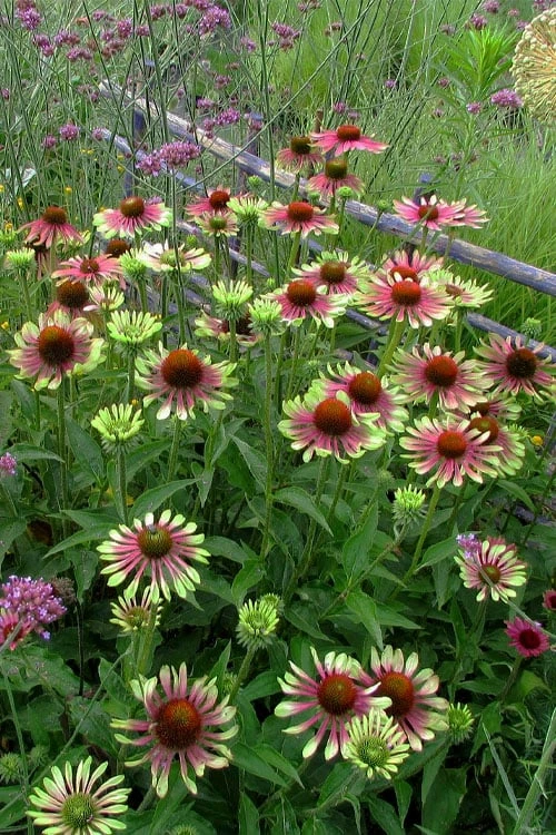 Green Twister Coneflower (Echinacea) - 1 Gallon Pot 9 Green Twister Coneflower (Echinacea) - 1 Gallon Pot - Image 7