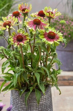 Green Twister Coneflower (Echinacea) - 1 Gallon Pot 13 Green Twister Coneflower (Echinacea) - 1 Gallon Pot -Cheap Plants Store echinacea green twister 6
