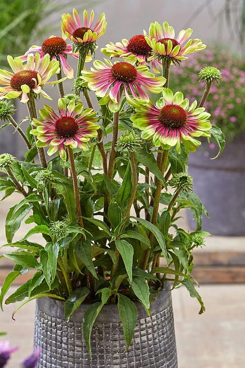 Green Twister Coneflower (Echinacea) - 1 Gallon Pot 7 Green Twister Coneflower (Echinacea) - 1 Gallon Pot - Image 5