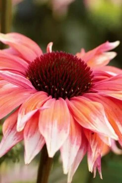 Playful Meadow Mama Coneflower (Echinacea) - 1 Gallon Pot -Cheap Plants Store echinacea playful meadow mama coneflower 1
