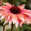 Playful Meadow Mama Coneflower (Echinacea) - 1 Gallon Pot