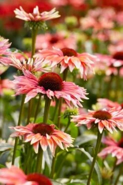 Playful Meadow Mama Coneflower (Echinacea) - 1 Gallon Pot -Cheap Plants Store echinacea playful meadow mama coneflower 4