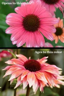 Playful Meadow Mama Coneflower (Echinacea) - 1 Gallon Pot -Cheap Plants Store echinacea playful meadow mama coneflower 5