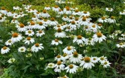 PowWow White Coneflower (Echinacea) - 1 Gallon Pot -Cheap Plants Store echinacea powwow white coneflower 10